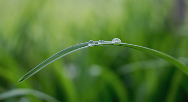 Watering Schedule